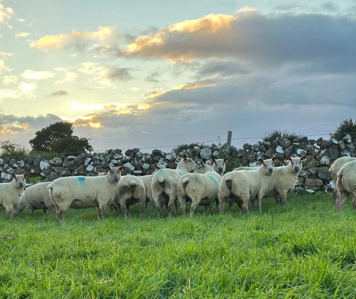 Rouge Beltex Ewe Hoggets - Image 3