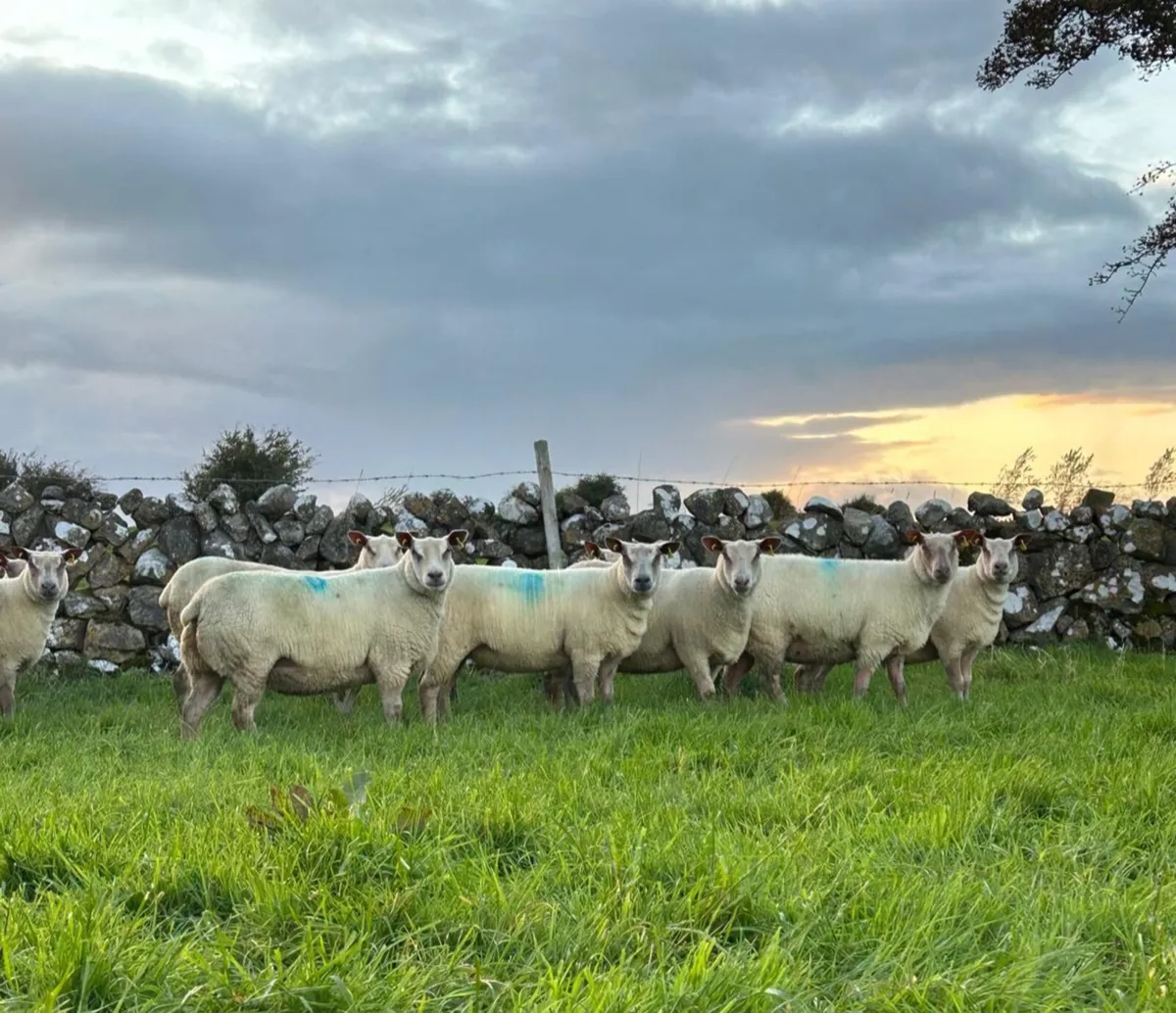 Rouge Beltex Ewe Hoggets - Image 4