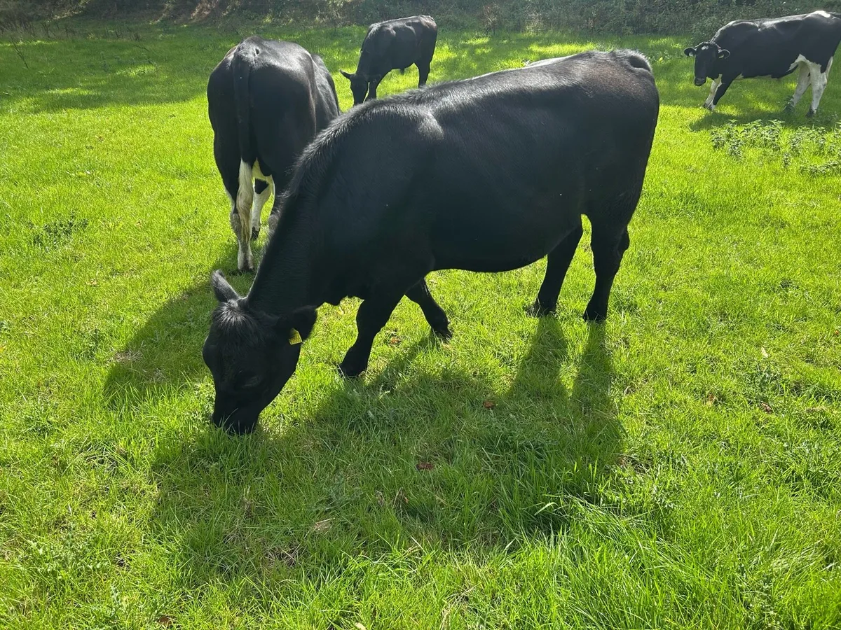 Aberdeen Angus - Image 1