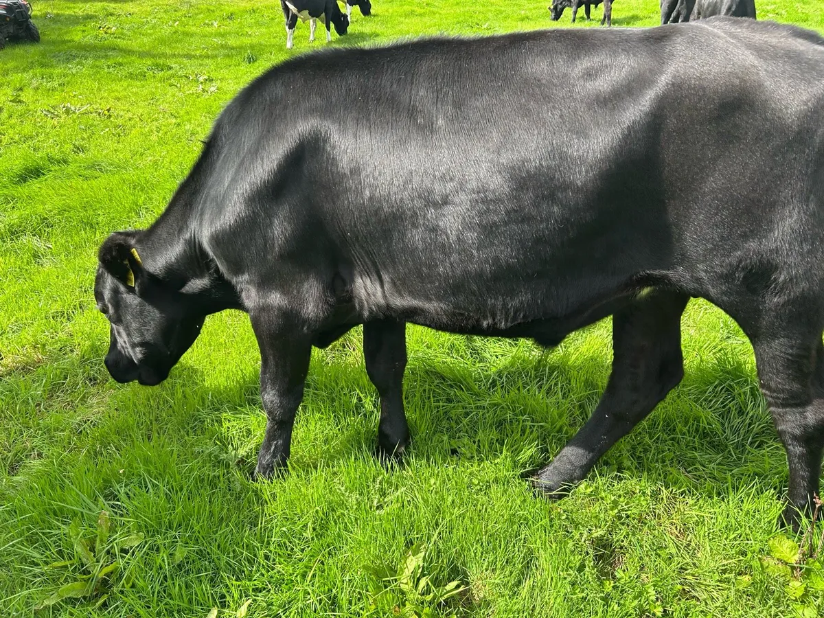Aberdeen Angus - Image 3