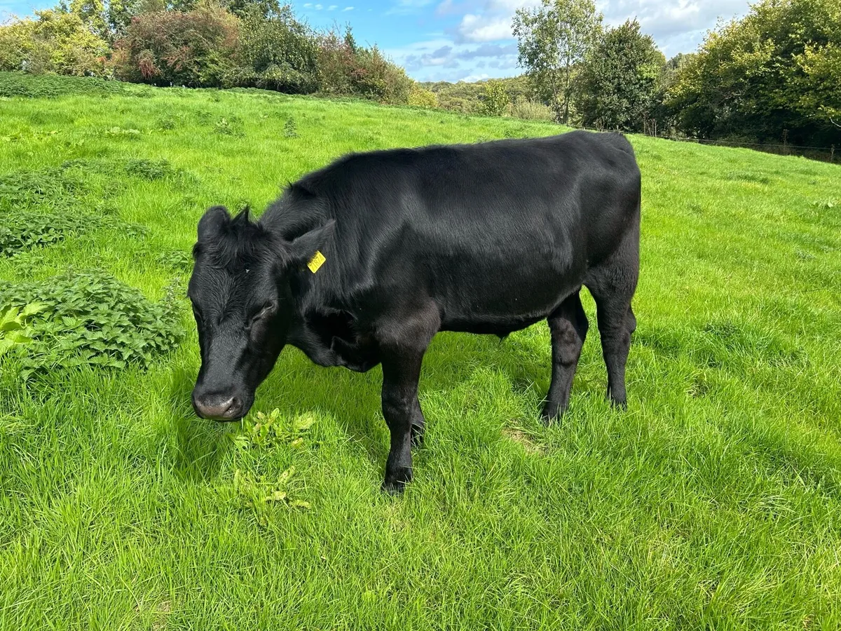 Aberdeen Angus - Image 4