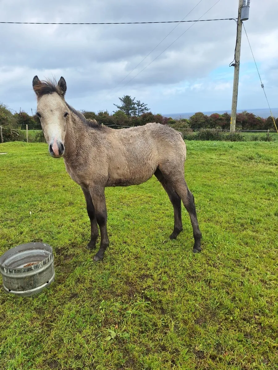 Reg Connemara colt - Image 1