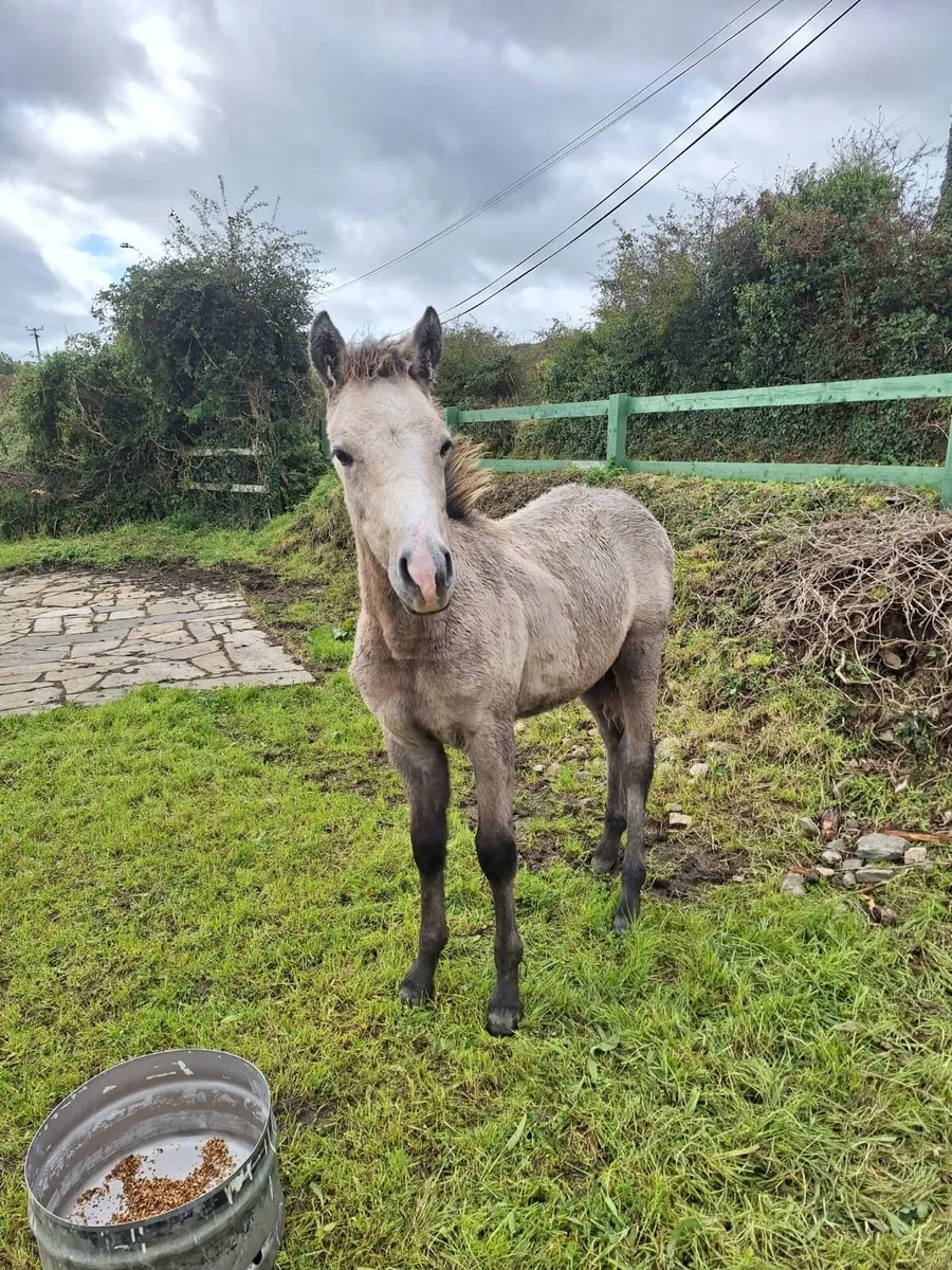 Reg Connemara colt - Image 2