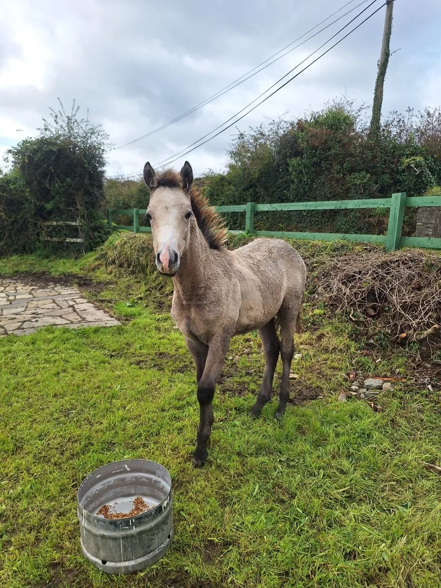 Reg Connemara colt - Image 3