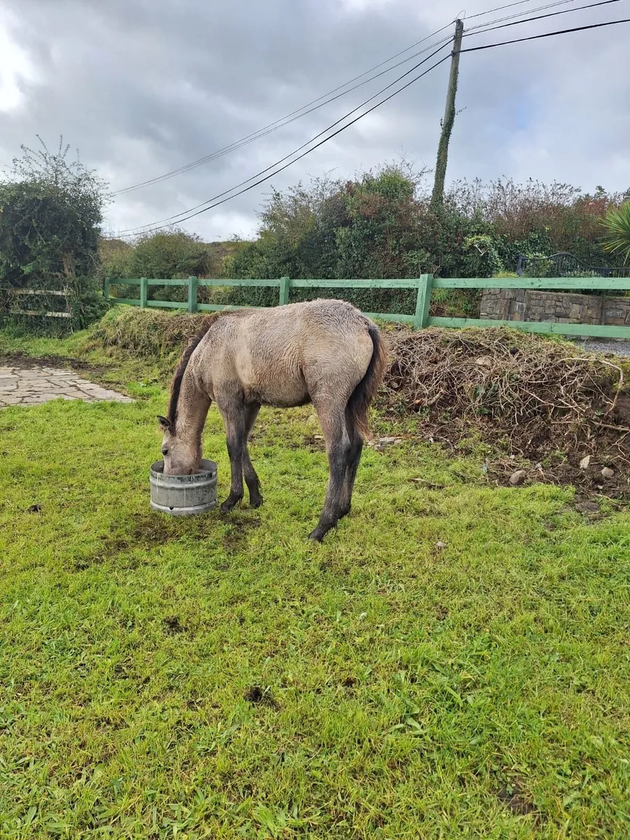 Reg Connemara colt - Image 4