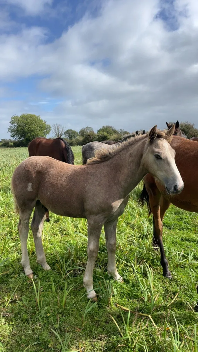 2 foals - Image 1