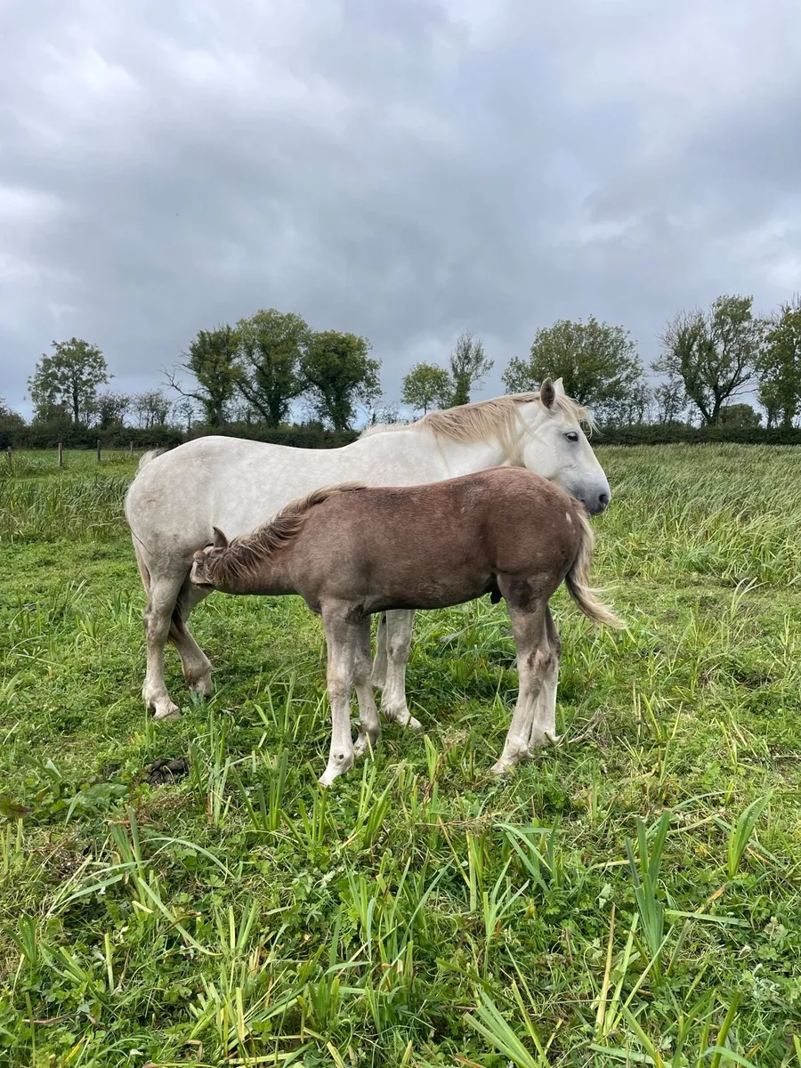 2 foals - Image 2