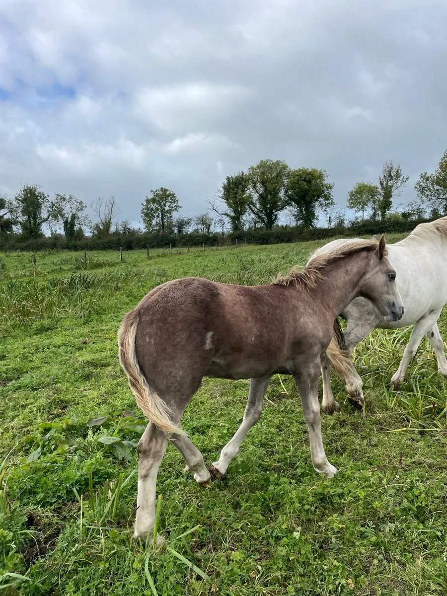 2 foals - Image 3