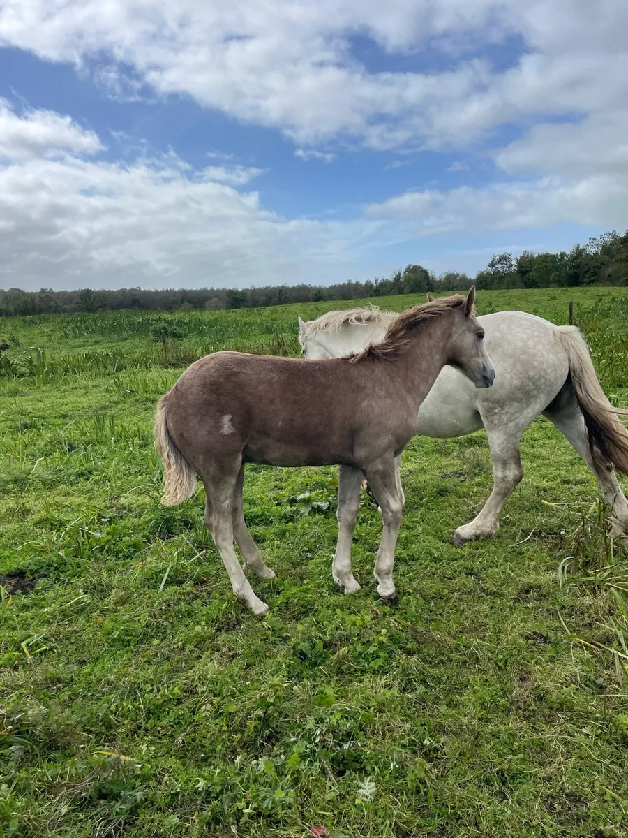 2 foals - Image 4
