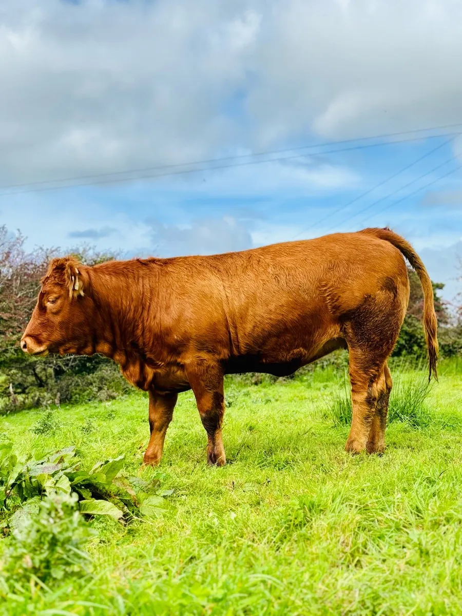 Heifers for Balla Saturday 20th - Image 3