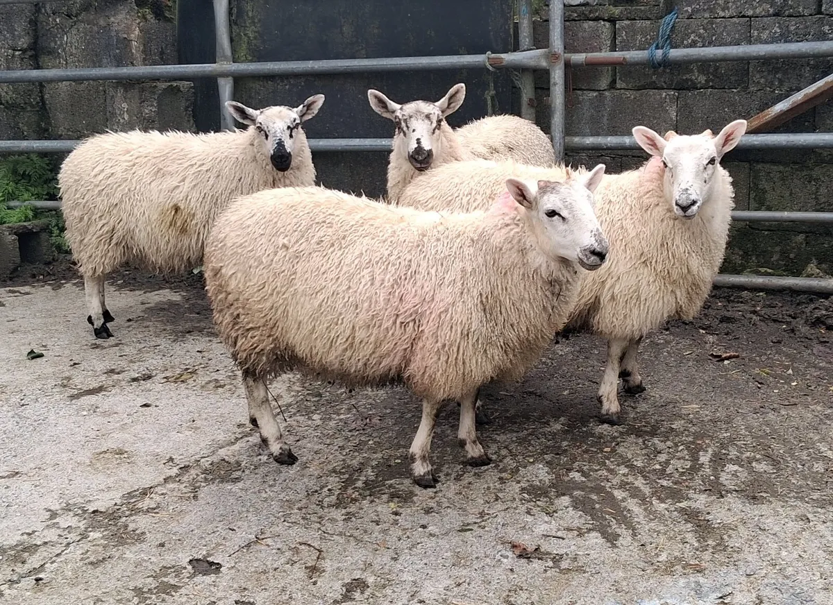 Ewe lambs - Image 1