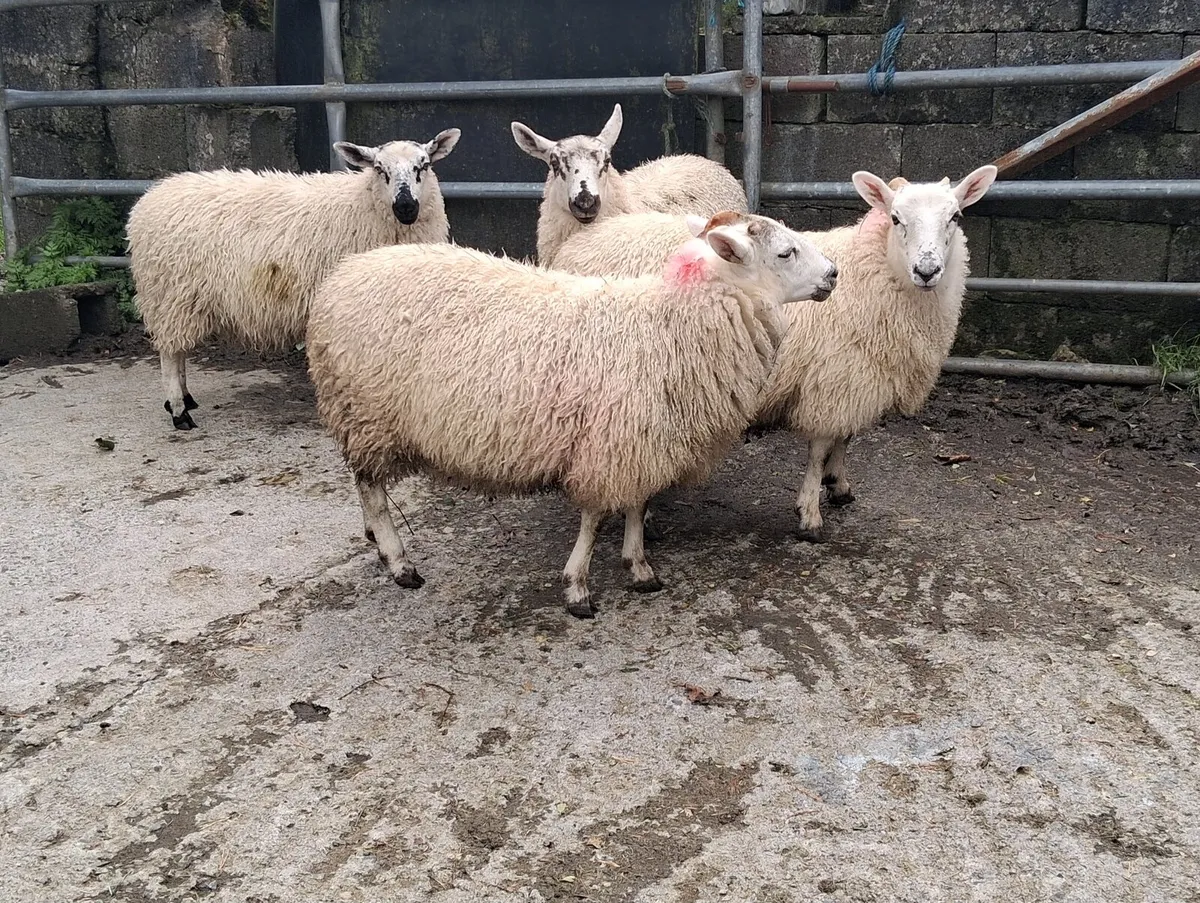 Ewe lambs - Image 2