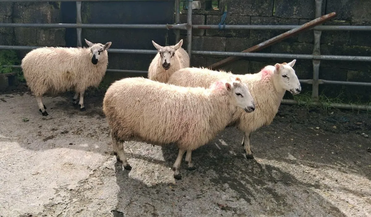Ewe lambs - Image 4