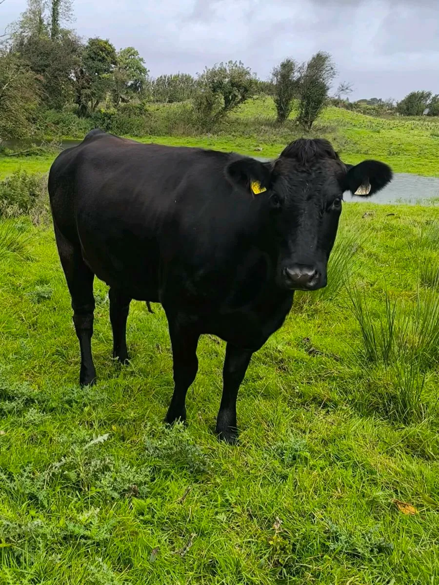 Springers for Balinasloe mart tomorrow 11.00 am - Image 2