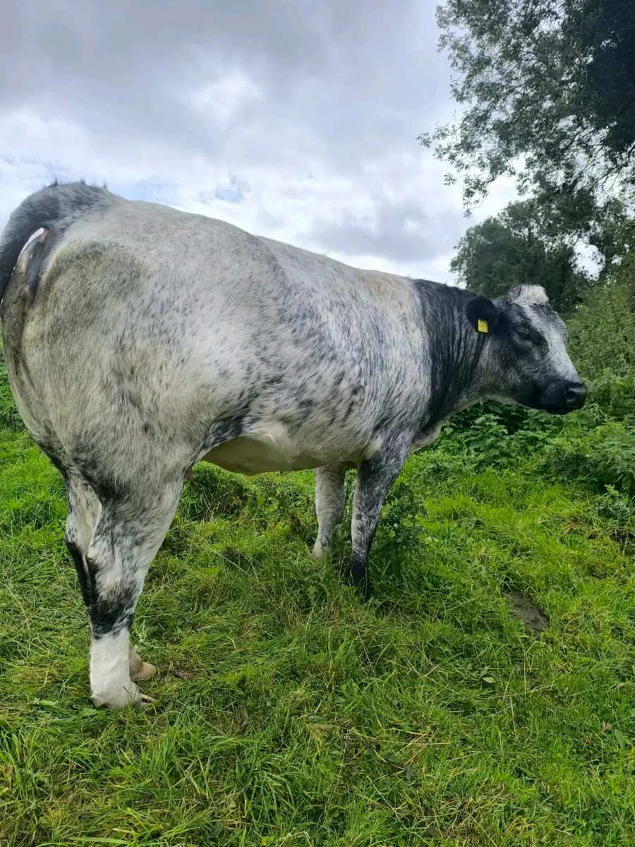 Springers for Balinasloe mart tomorrow 11.00 am - Image 3