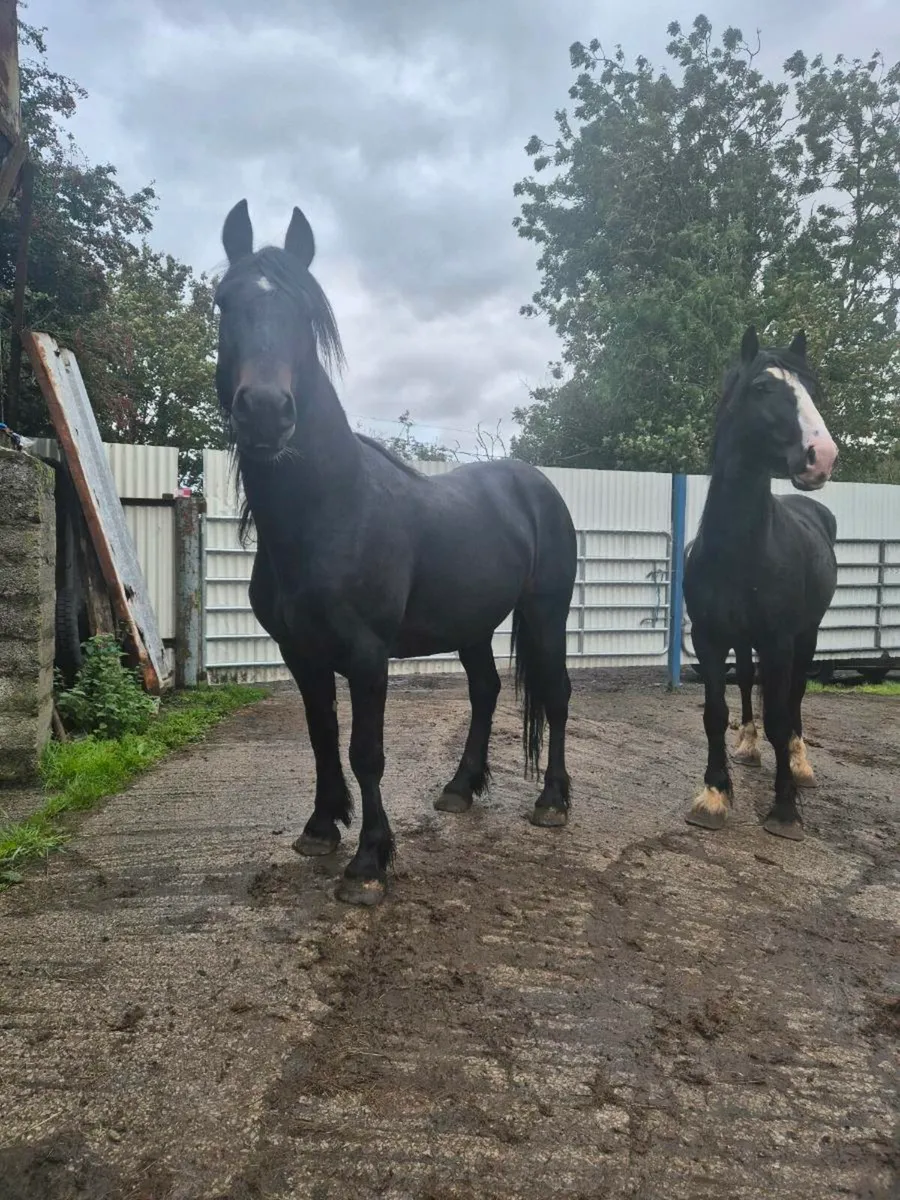 3 and 4 yo cobs - Image 1