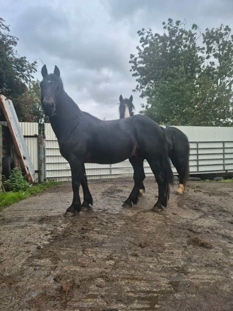 3 and 4 yo cobs - Image 2