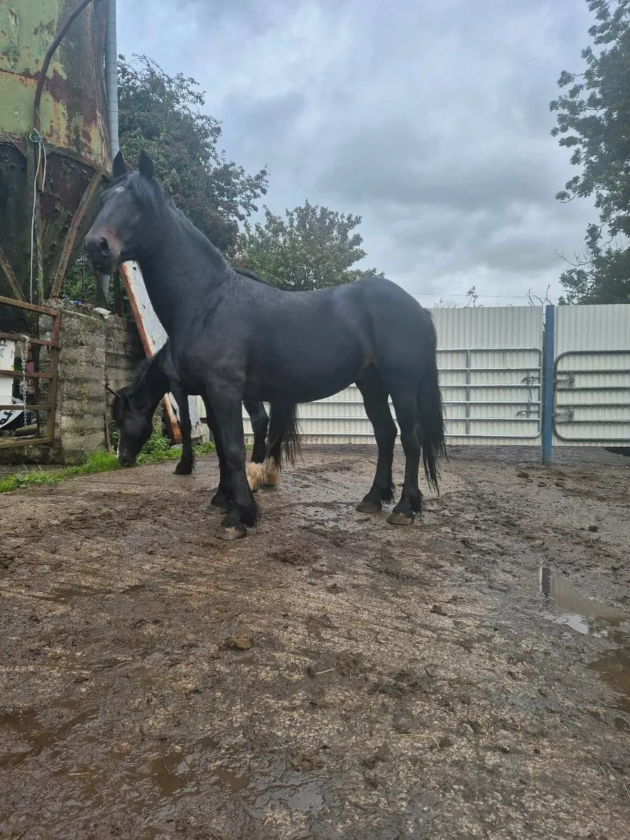 3 and 4 yo cobs - Image 3