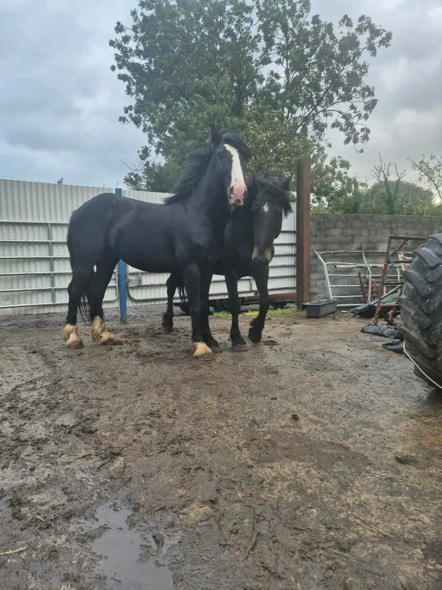 3 and 4 yo cobs - Image 4