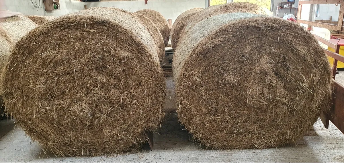 Hay for sale - Image 2