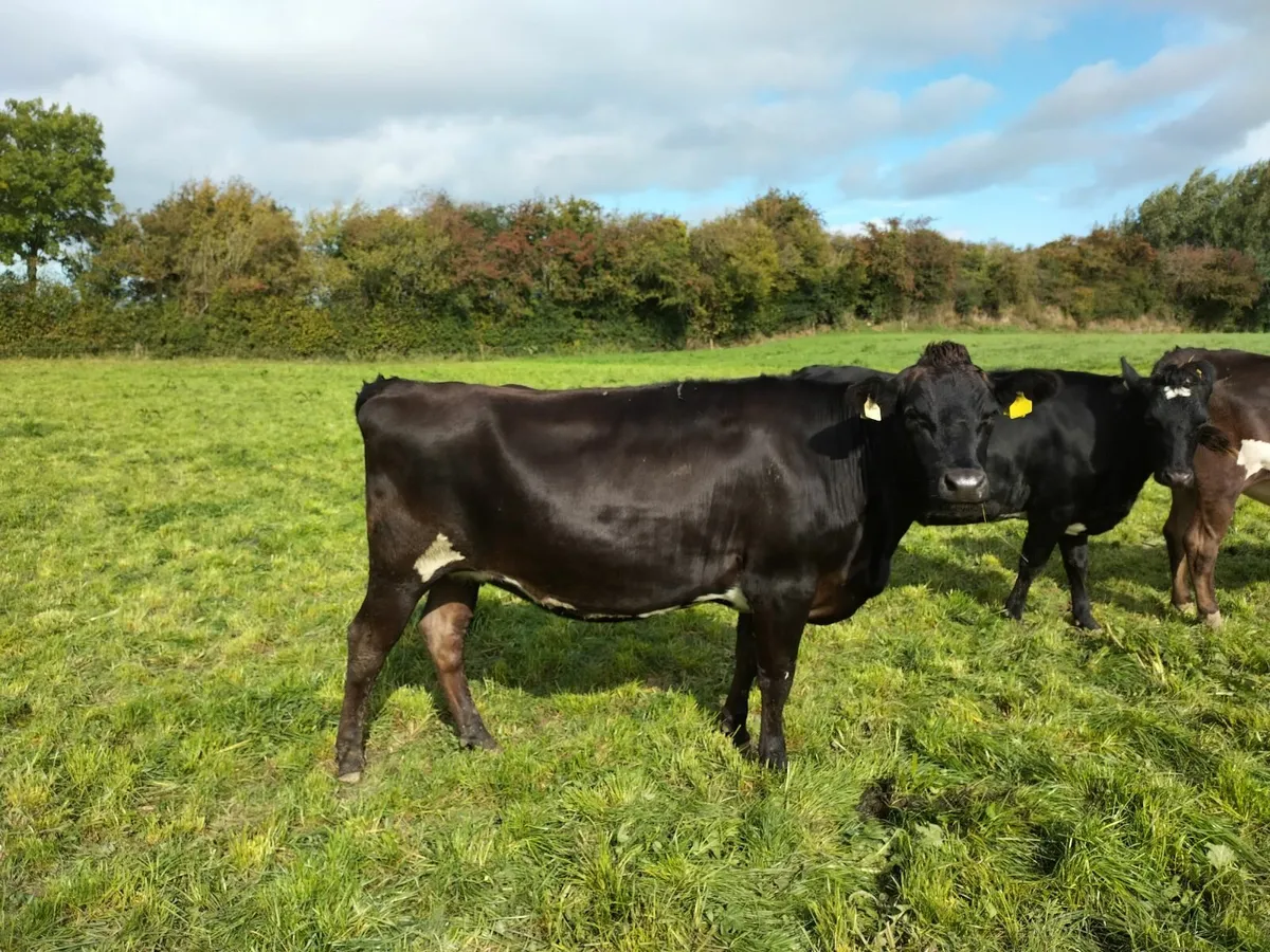 10 in-calf xbred dairy heifers for sale - Image 3