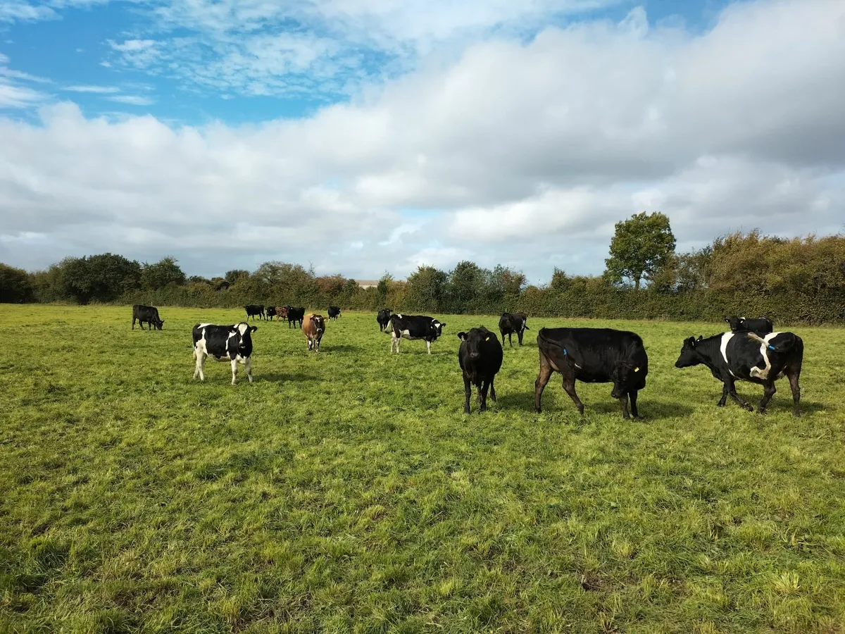 10 in-calf xbred dairy heifers for sale - Image 2