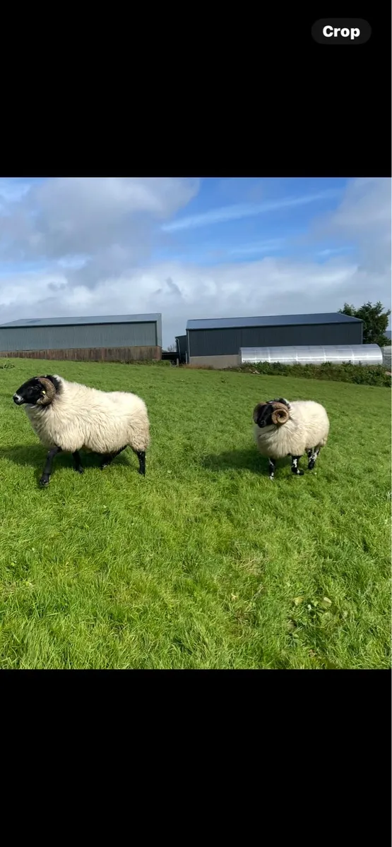 Aged rams and hoggets - Image 1