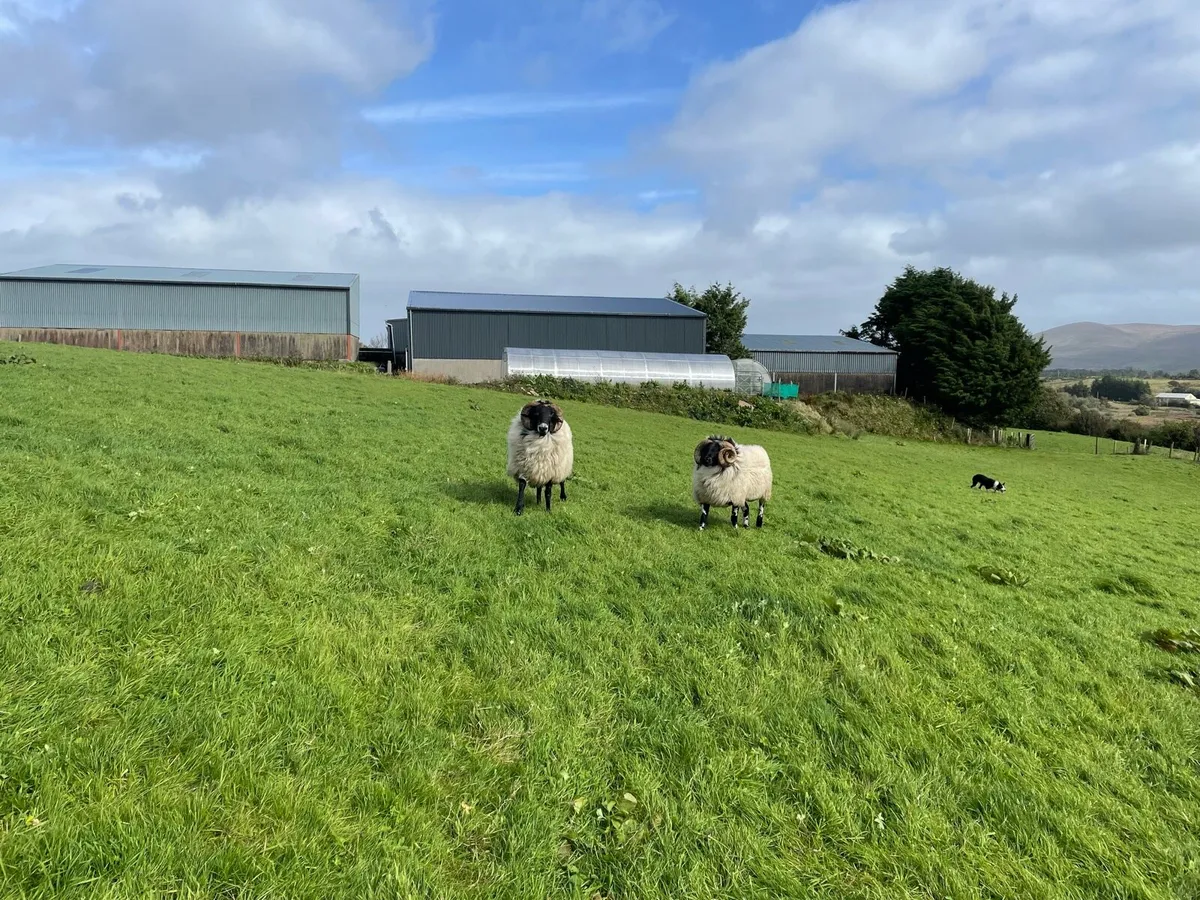 Aged rams and hoggets - Image 4