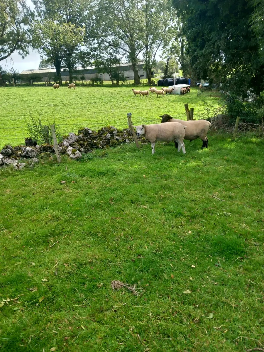 Sheep - Image 1