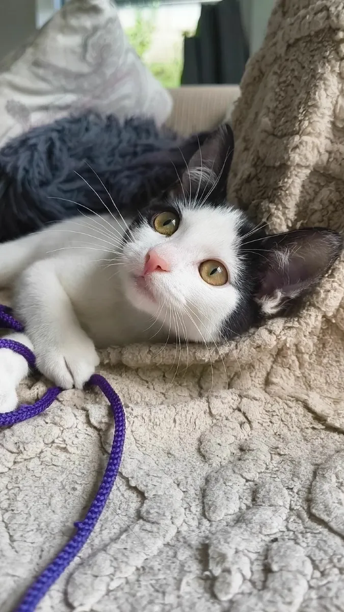 Female kitten - Image 4