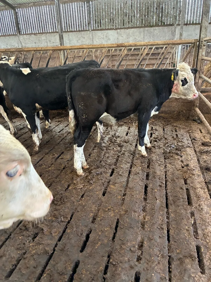 SUPER QUALITY HEX/CONT BULL WEANLINGS 260/270KG - Image 2