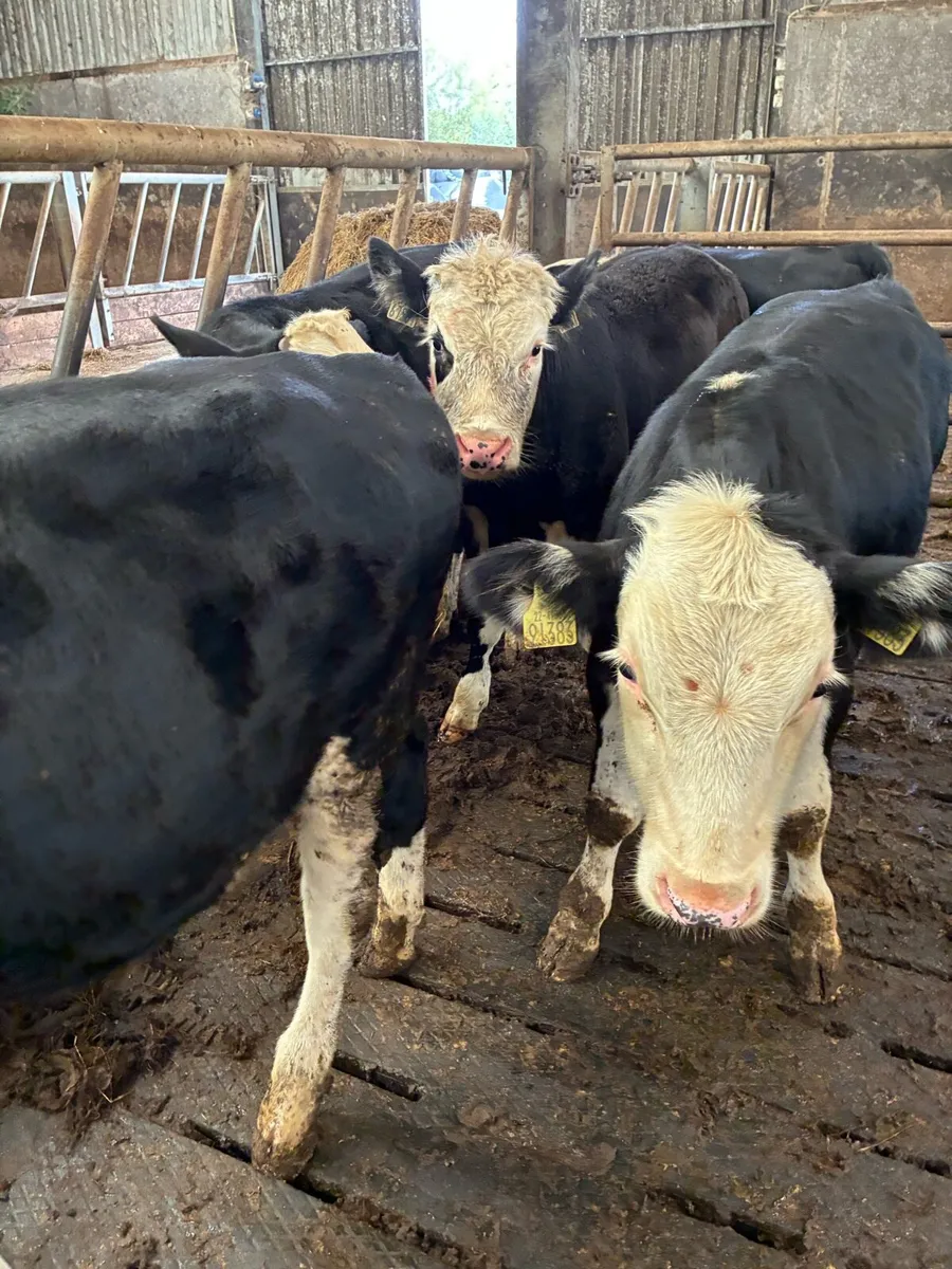 SUPER QUALITY HEX/CONT BULL WEANLINGS 260/270KG - Image 4