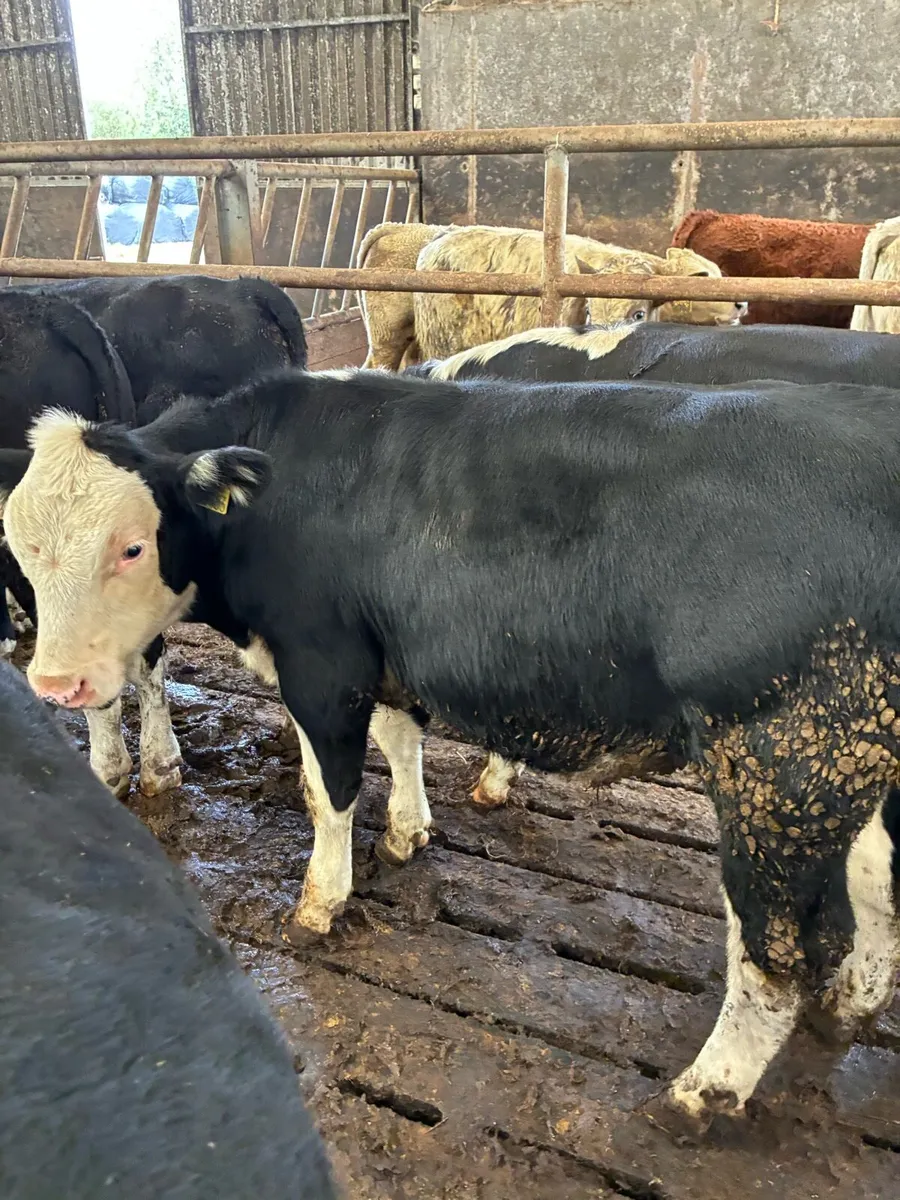SUPER QUALITY HEX/CONT BULL WEANLINGS 260/270KG - Image 1