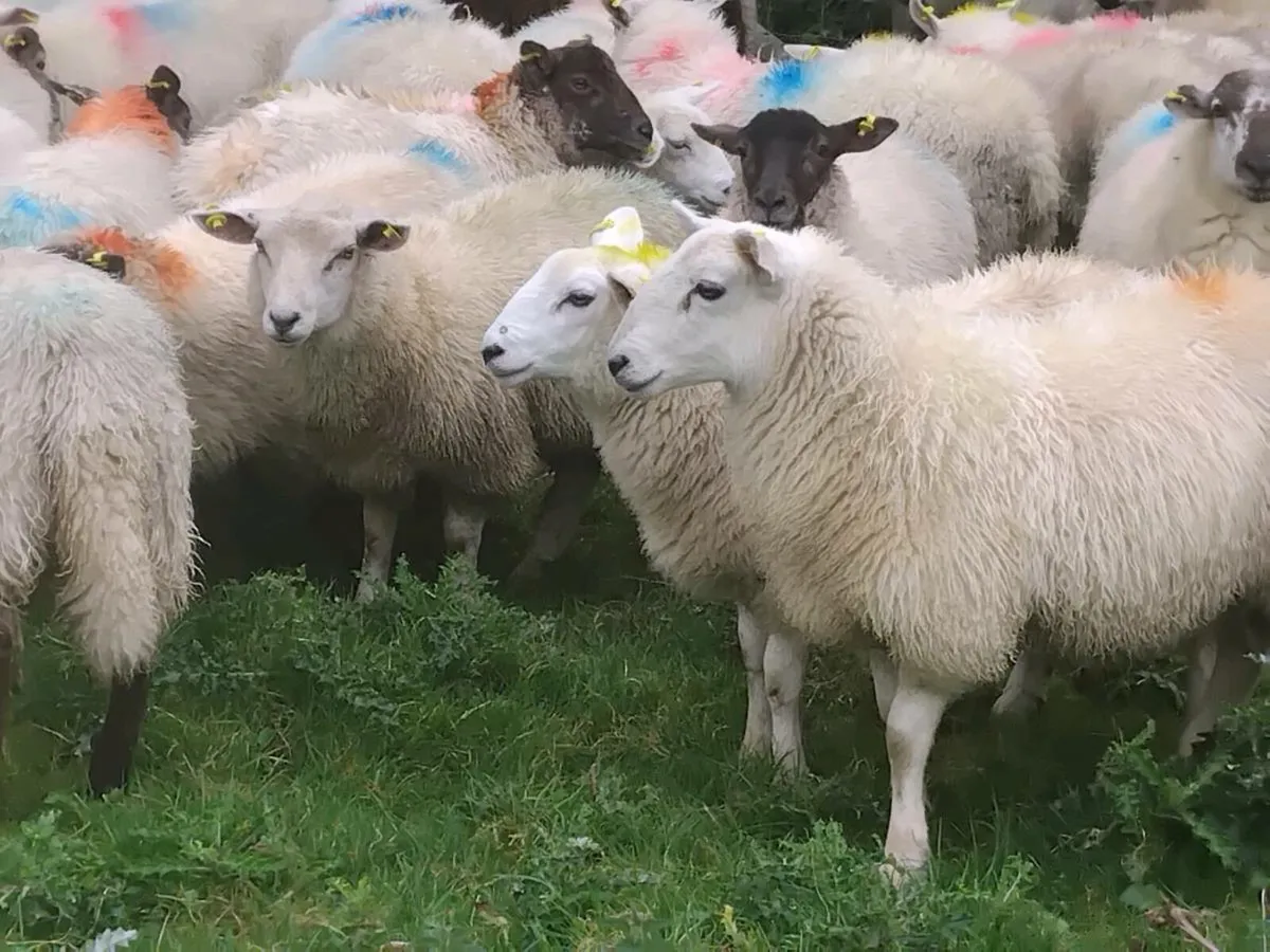 50 Ewe Lamb's - Image 2