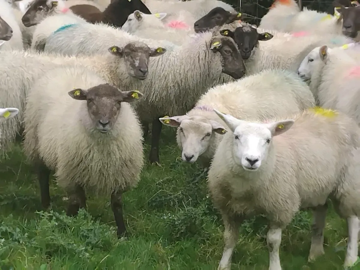 50 Ewe Lamb's - Image 1