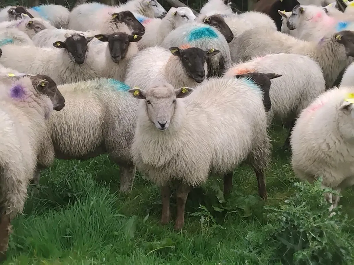 50 Ewe Lamb's - Image 3