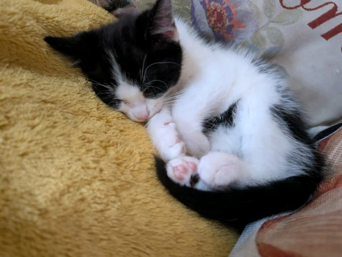 Kitten only one left - Image 4