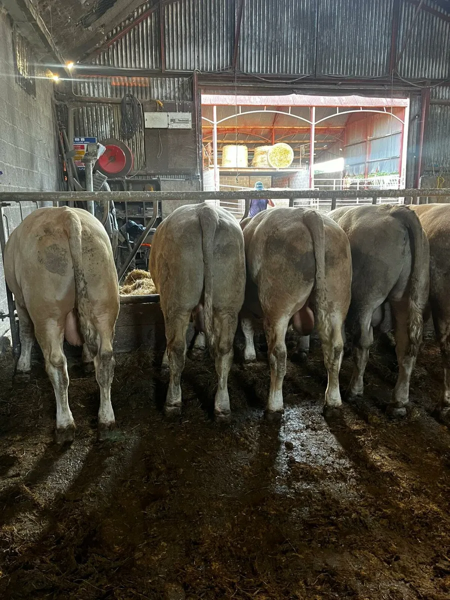 14 Charloais Bulls - Image 3