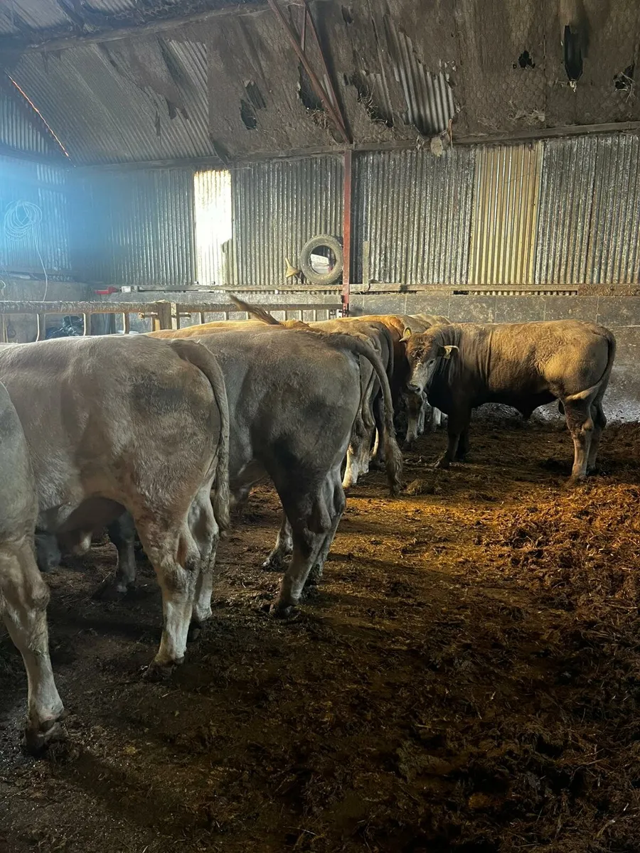 14 Charloais Bulls - Image 4