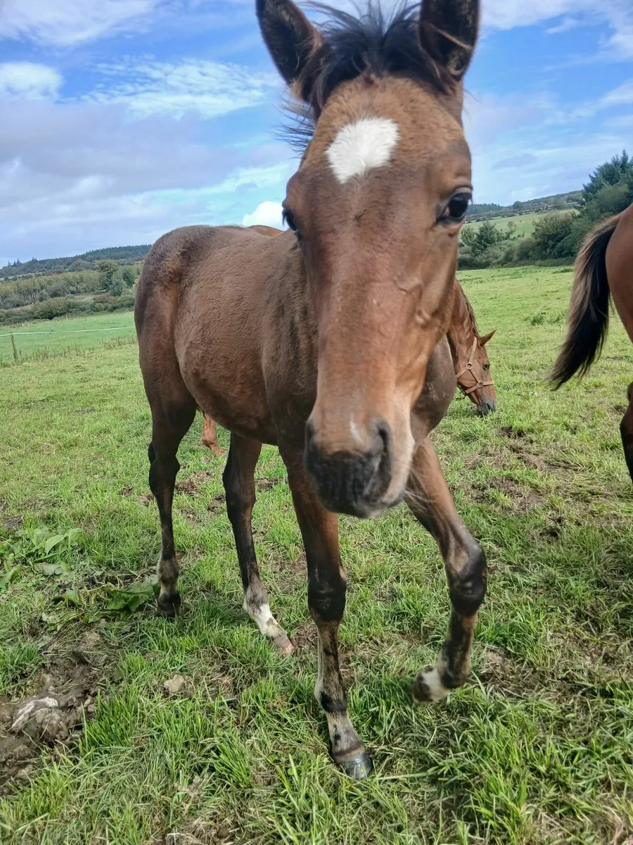 Filly foal by way to Paris - Image 1