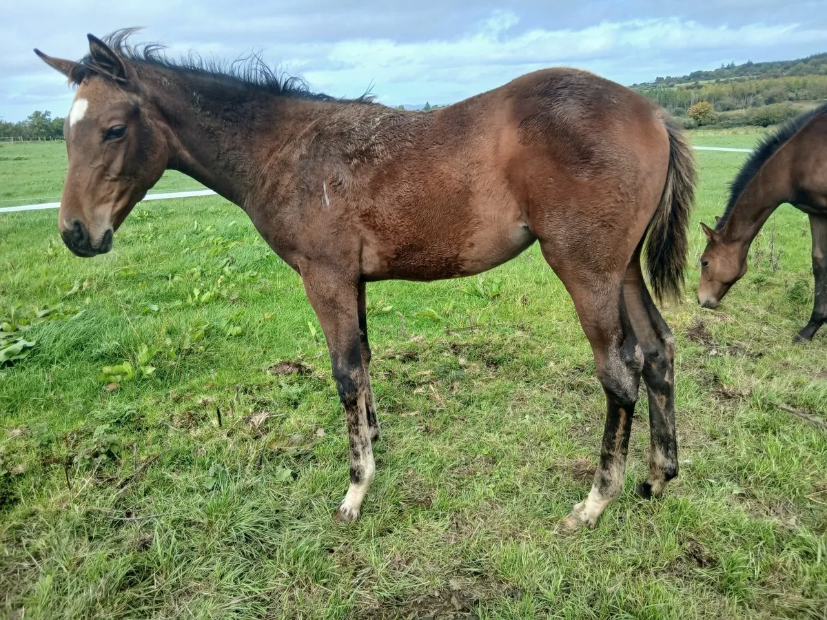 Filly foal by way to Paris - Image 2
