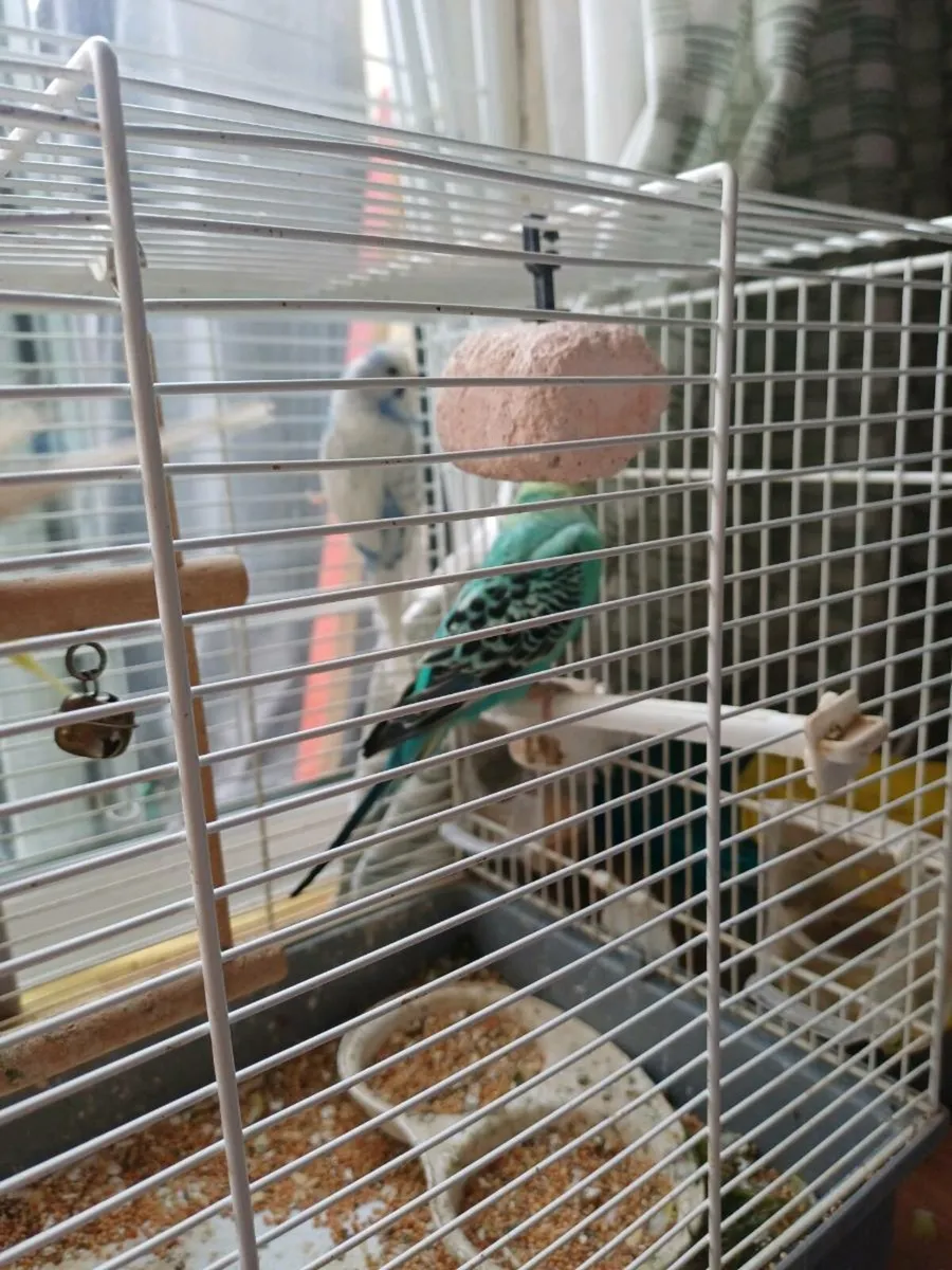 Adorable Budgie for Sale-€15 each - Image 4