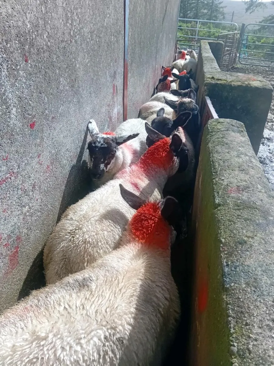 💥Speckled ewe lambs💥 - Image 2