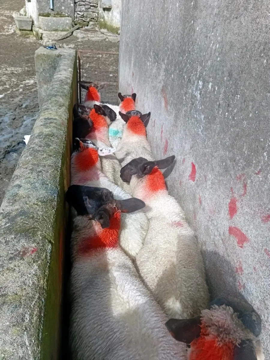💥Speckled ewe lambs💥 - Image 3