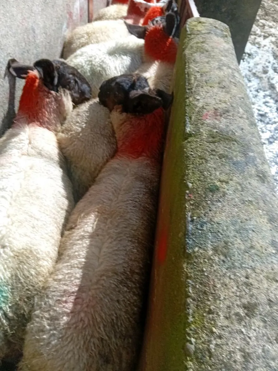 💥Speckled ewe lambs💥 - Image 4