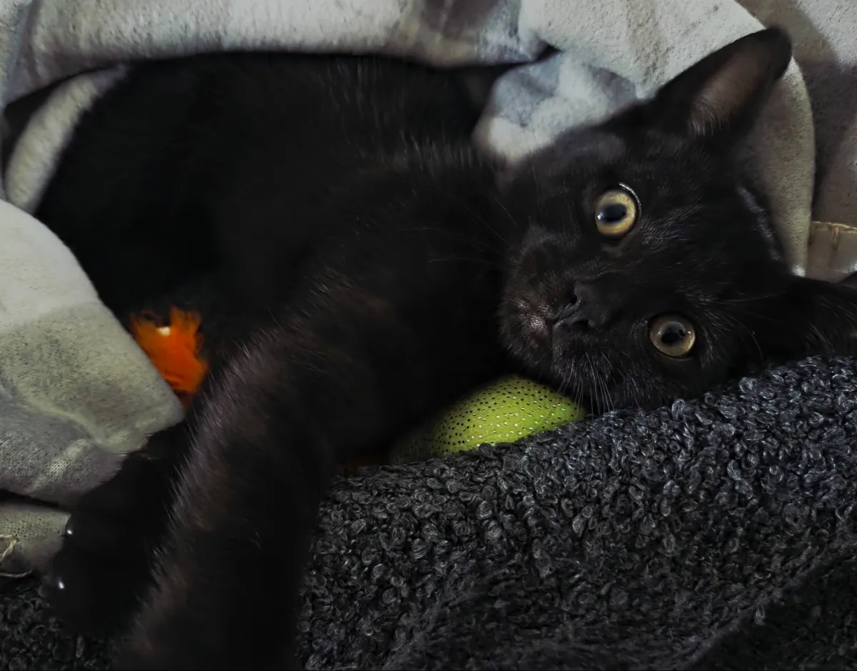 Kitten Free to Good Home - Image 2