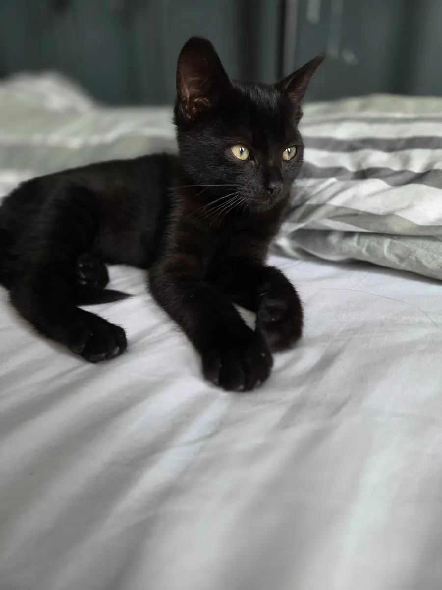 Kitten Free to Good Home - Image 1