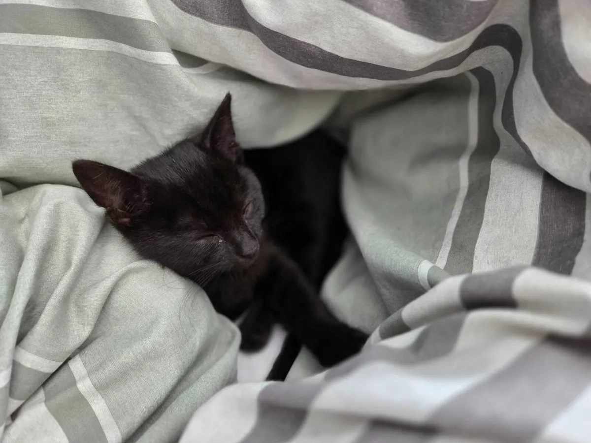 Kitten Free to Good Home - Image 3