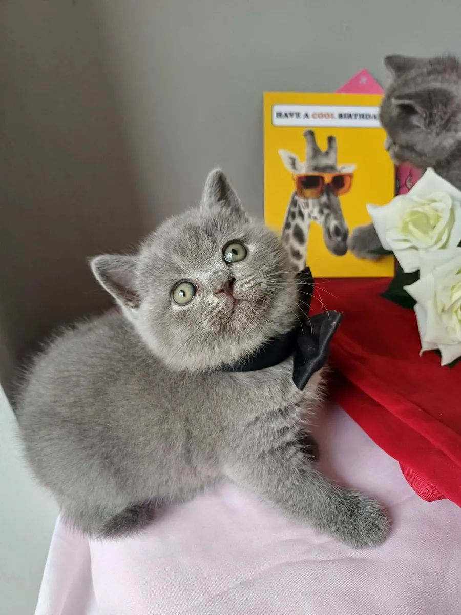 British Shorthair kittens - Image 3