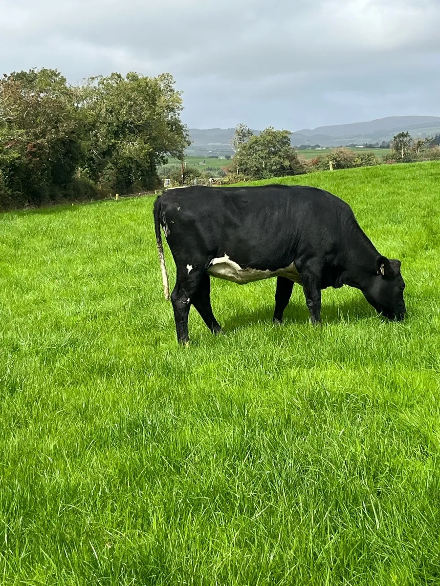 In-calf heifers - Image 3